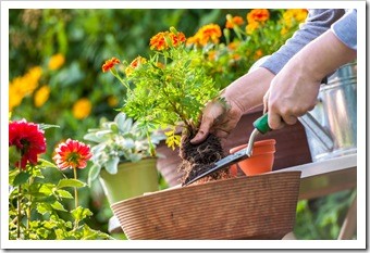 Gardening Safely Billings MT